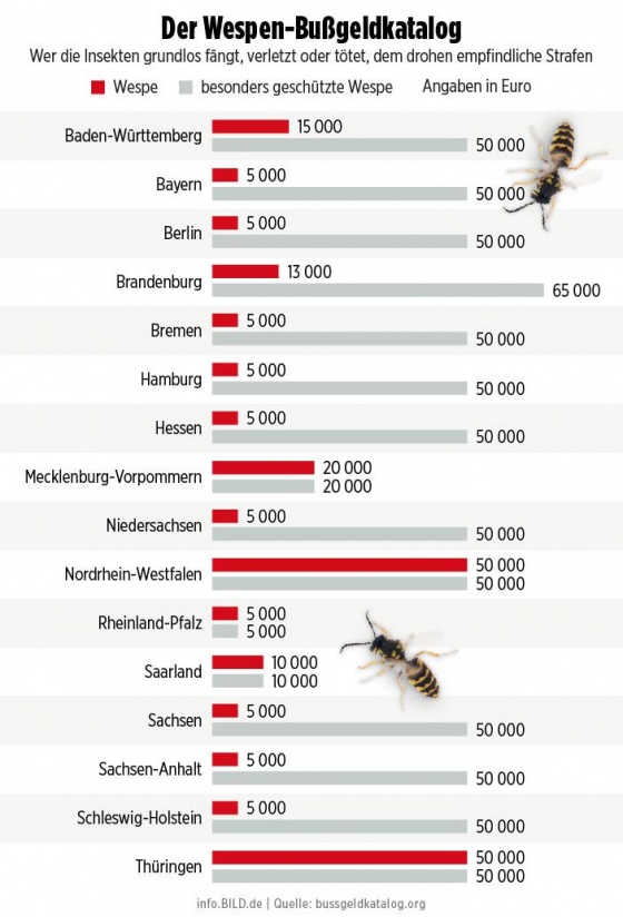 В Германии за убийство осы будут штрафовать на €65 тысяч - фото 141105