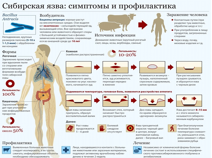 Сибирская язва в Украине: симптомы, возбудитель и лечение - фото 151376