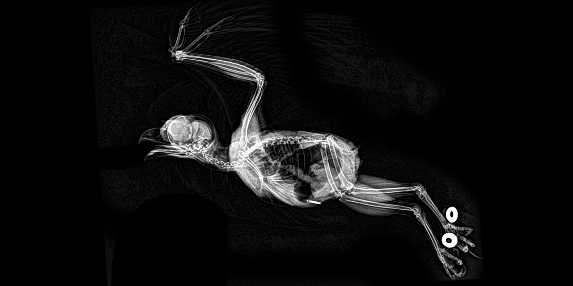 Зоопарк в Орегоне показал рентгеновские снимки живтоных - фото 154355