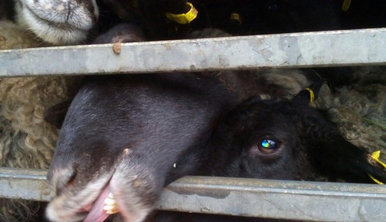 Из-за овец, которых морили голодом, трем областям Украины угрожает карантин - фото 155878