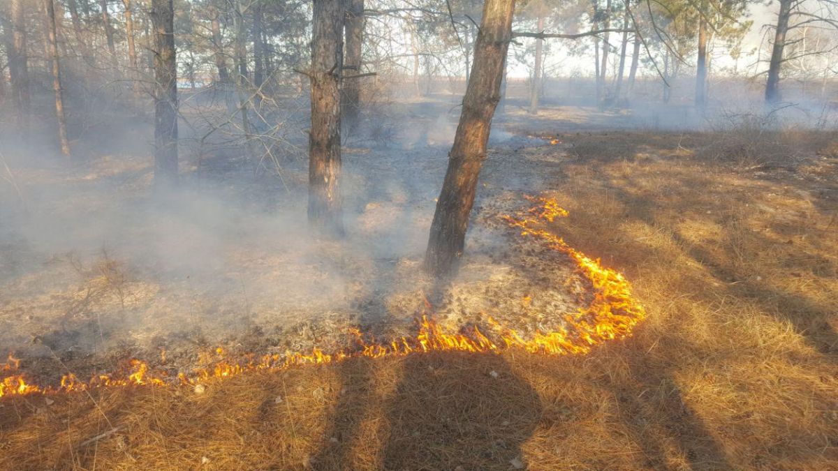 В Одесской области масштабно горят десятки гектаров леса (ФОТО) - фото 176918