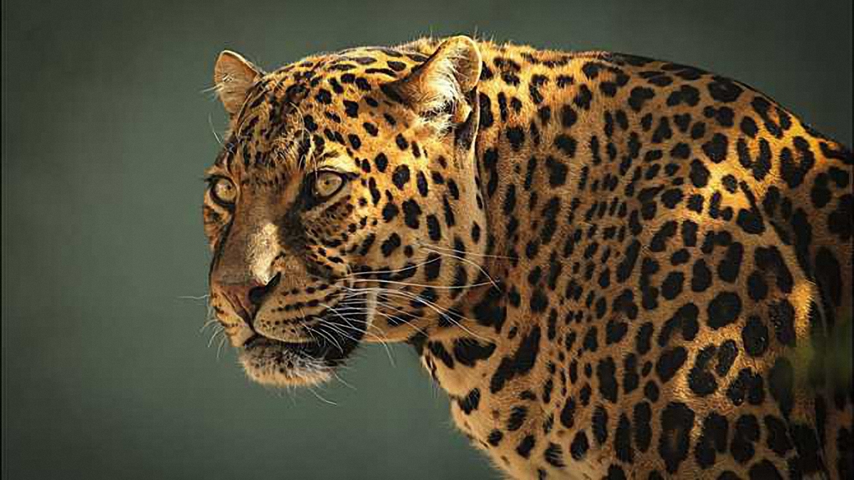 Владелец утверждает, что из зоопарка сбежал кот, а не леопард - фото 1