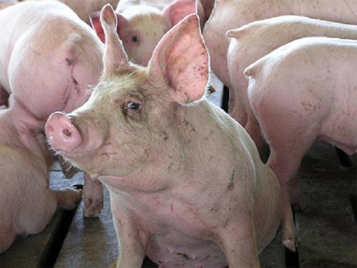 Многие люди все равно провозят свинину в Кривой Рог в обход блокпостов - фото 1