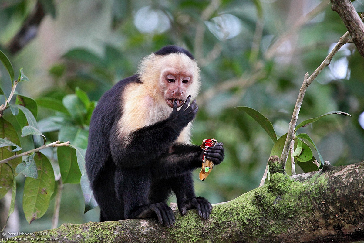 В Сумах будет обезьянка - фото 1