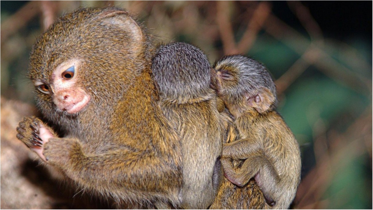 В киевском мини-зоопарке у обезьянок родились двойни (фото) - фото 1