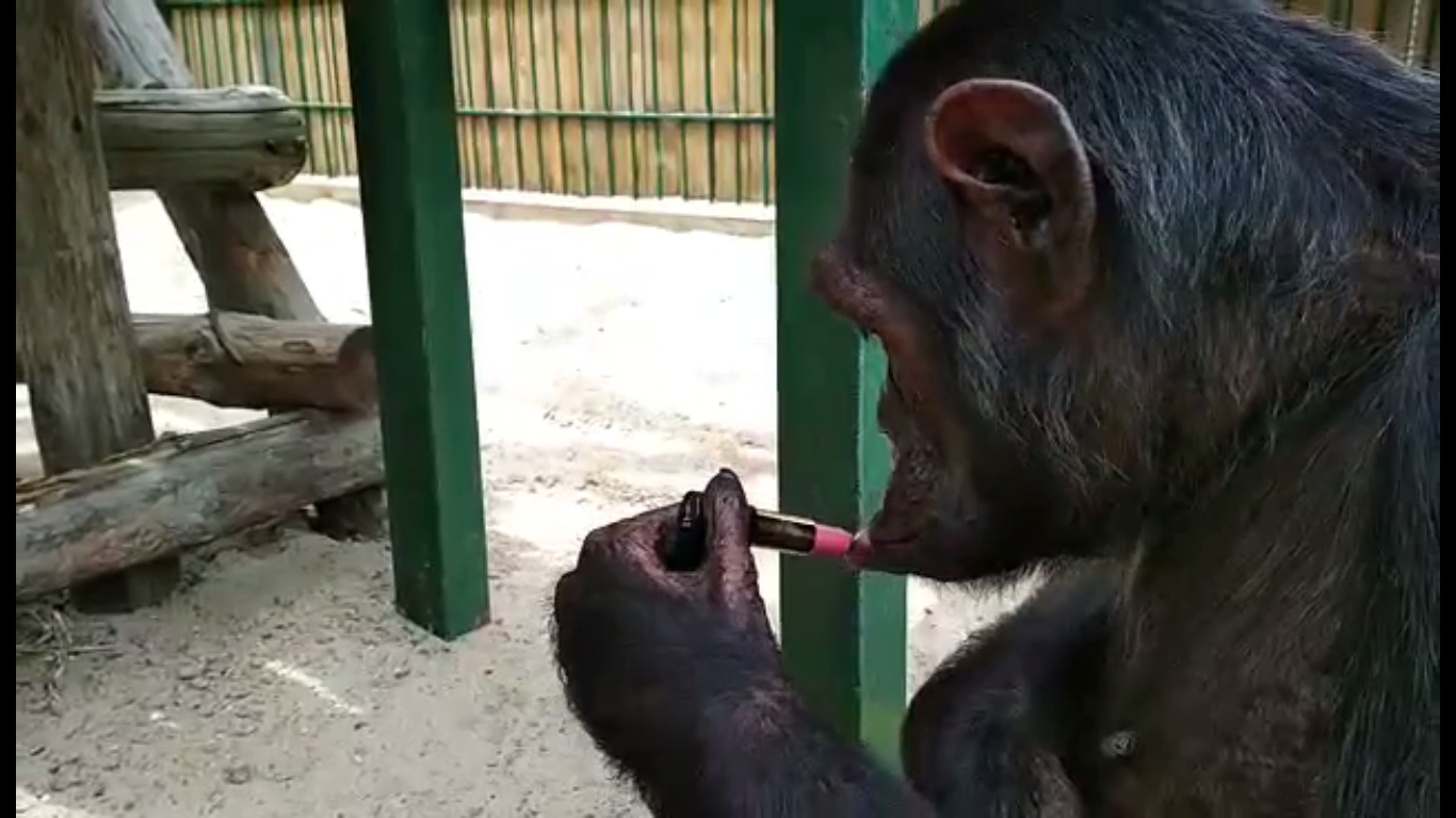 Шимпанзе наводит марафет - фото 1