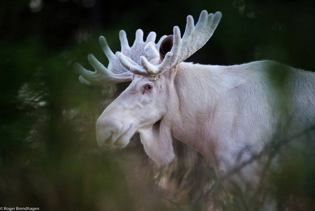 В Швеции живет до 100 белых лосей - фото 1
