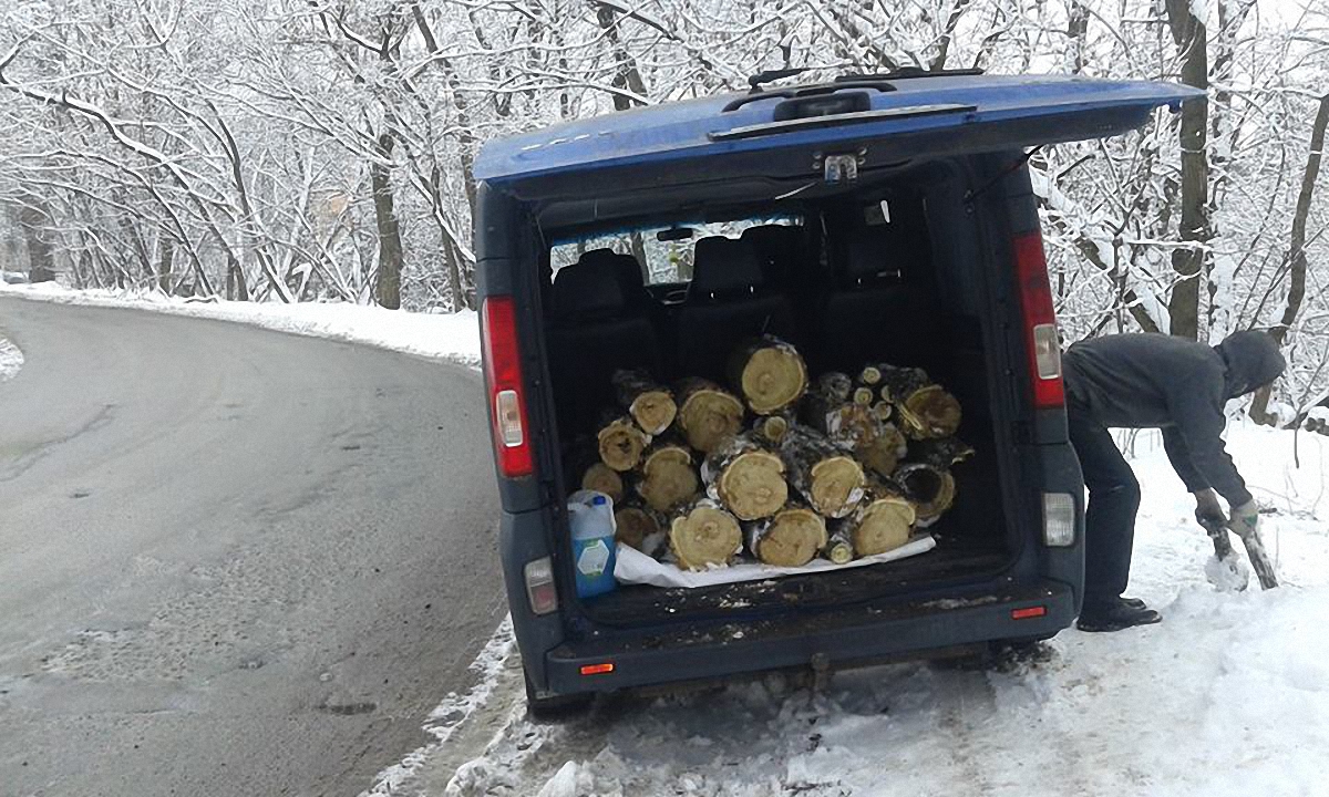 Неизвестные срубили дерево в дендропарке Киева - фото 1