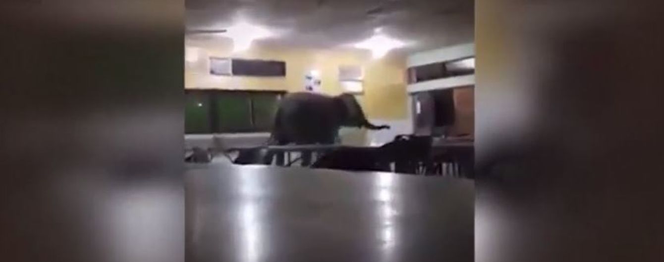 В малазийскую школу забрел слоненок - фото 1