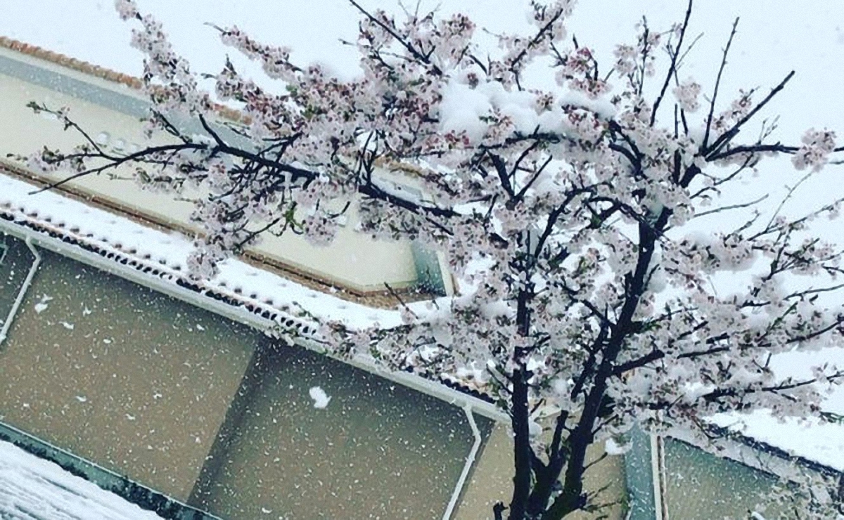 В Японии впервые за 17 лет выпал апрельский снег - фото 1