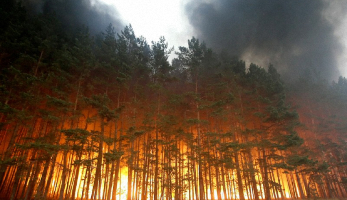 В Луганской области горят 5 гектаров леса - фото 1
