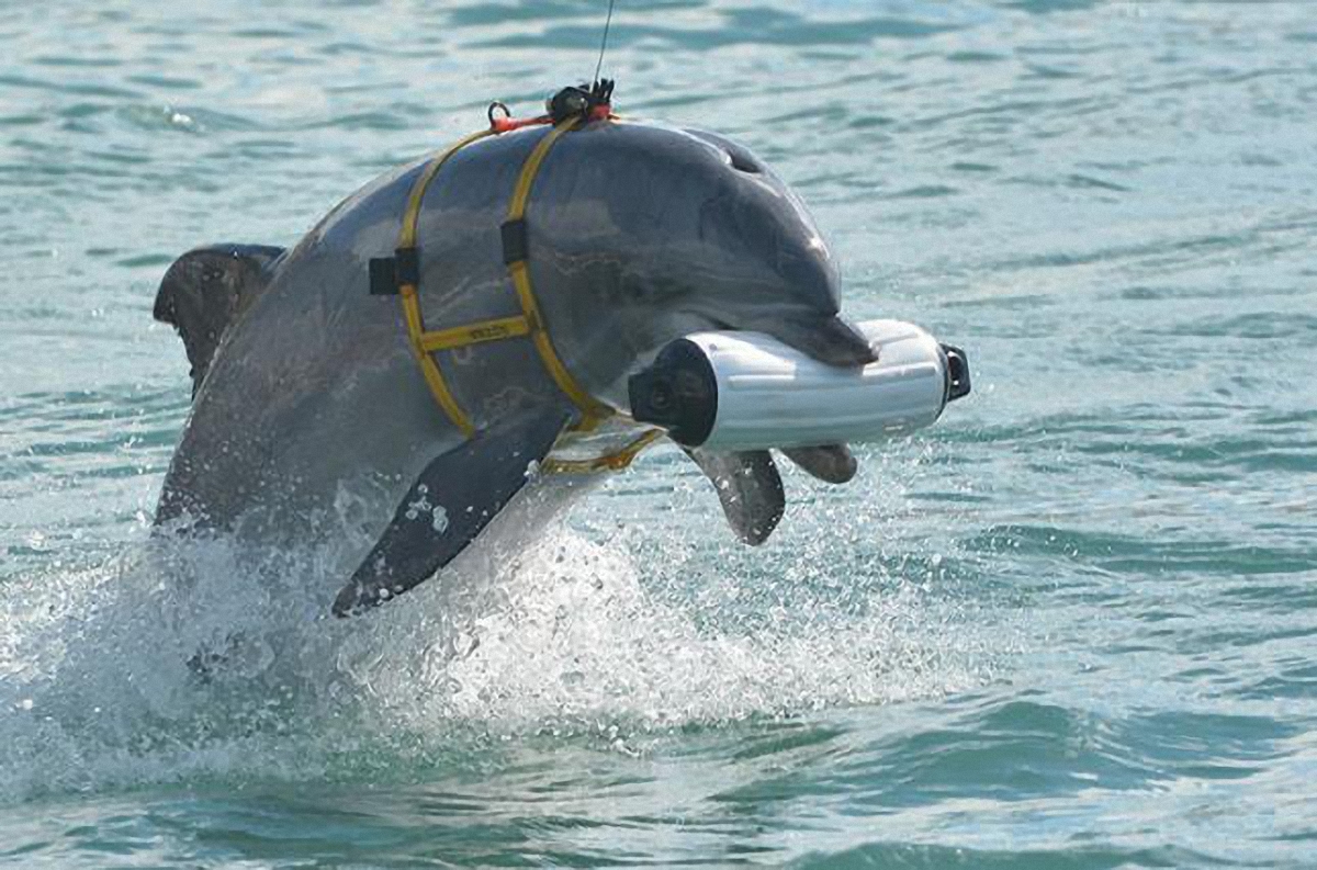 Дельфины украинских ВМС умерли от голода в Крыму - фото 1