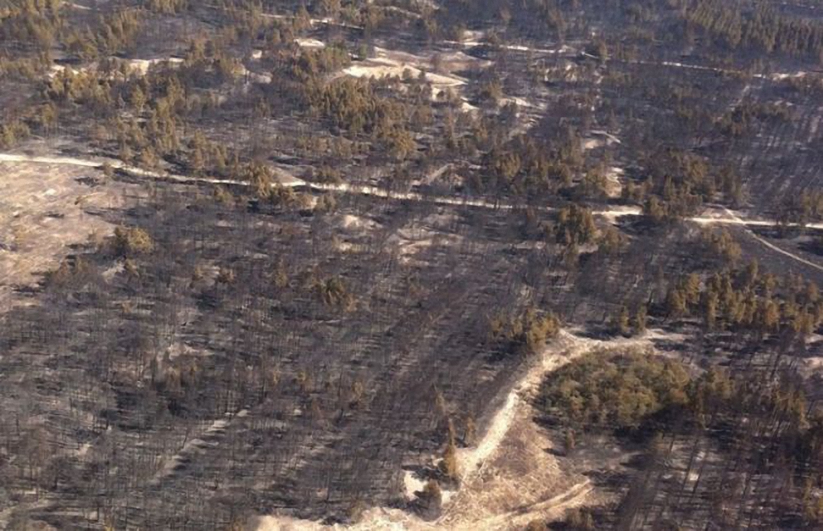 В Херсонской области горели леса - фото 1