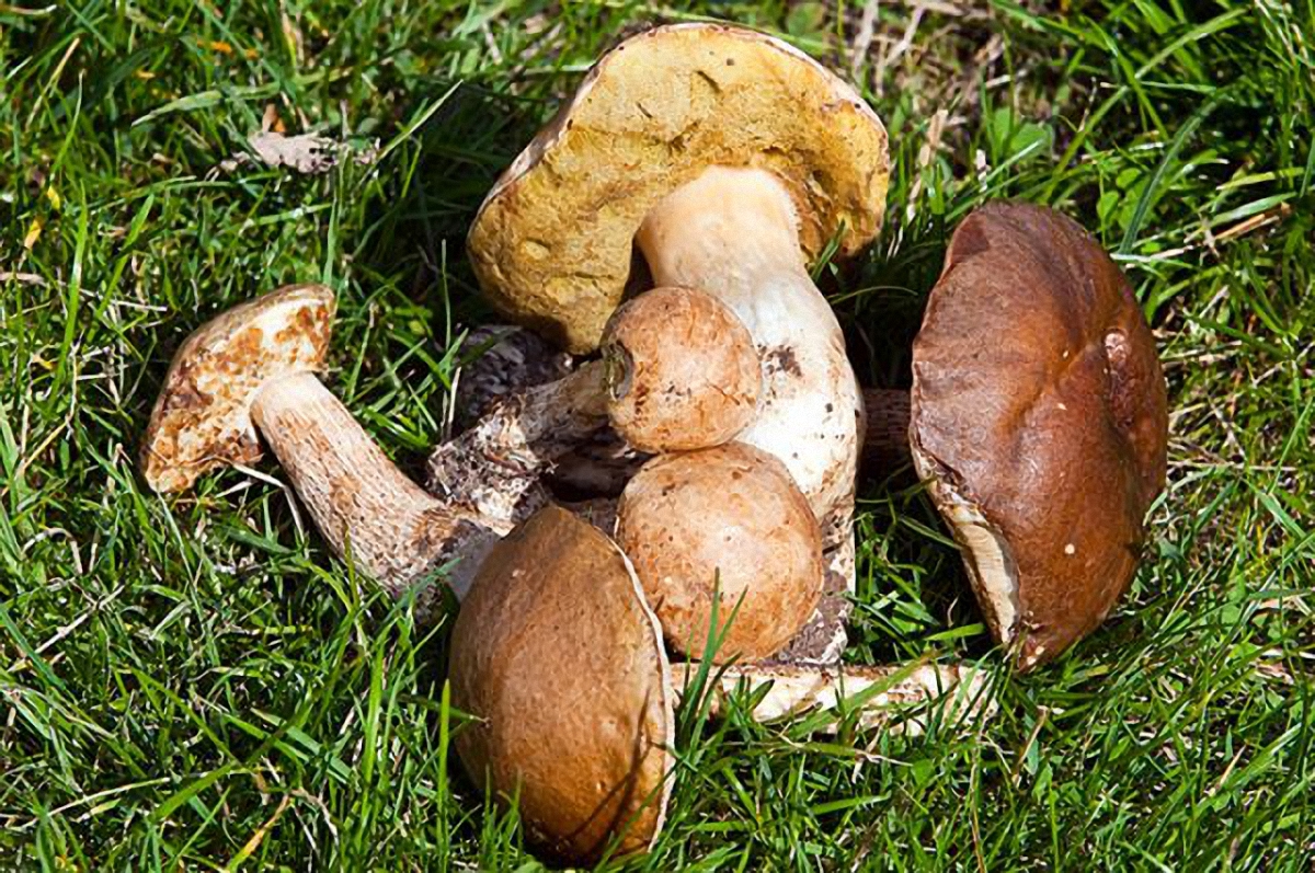 В Луганской области ребенок отравился грибами и умер - фото 1
