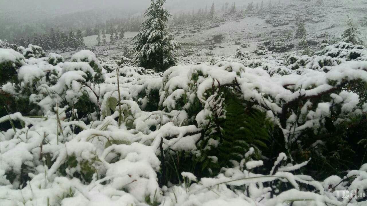 В Карпатах выпал снег - фото 1
