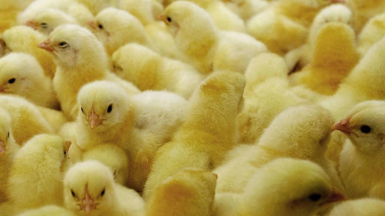 В Грузии из выброшенных на свалку яиц вылупилось цыплята - фото 1