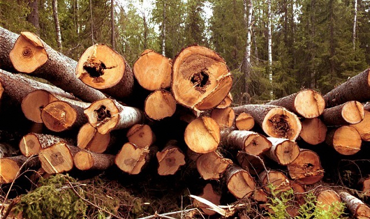 Австрия выступила против запрета на экспорт леса - фото 1