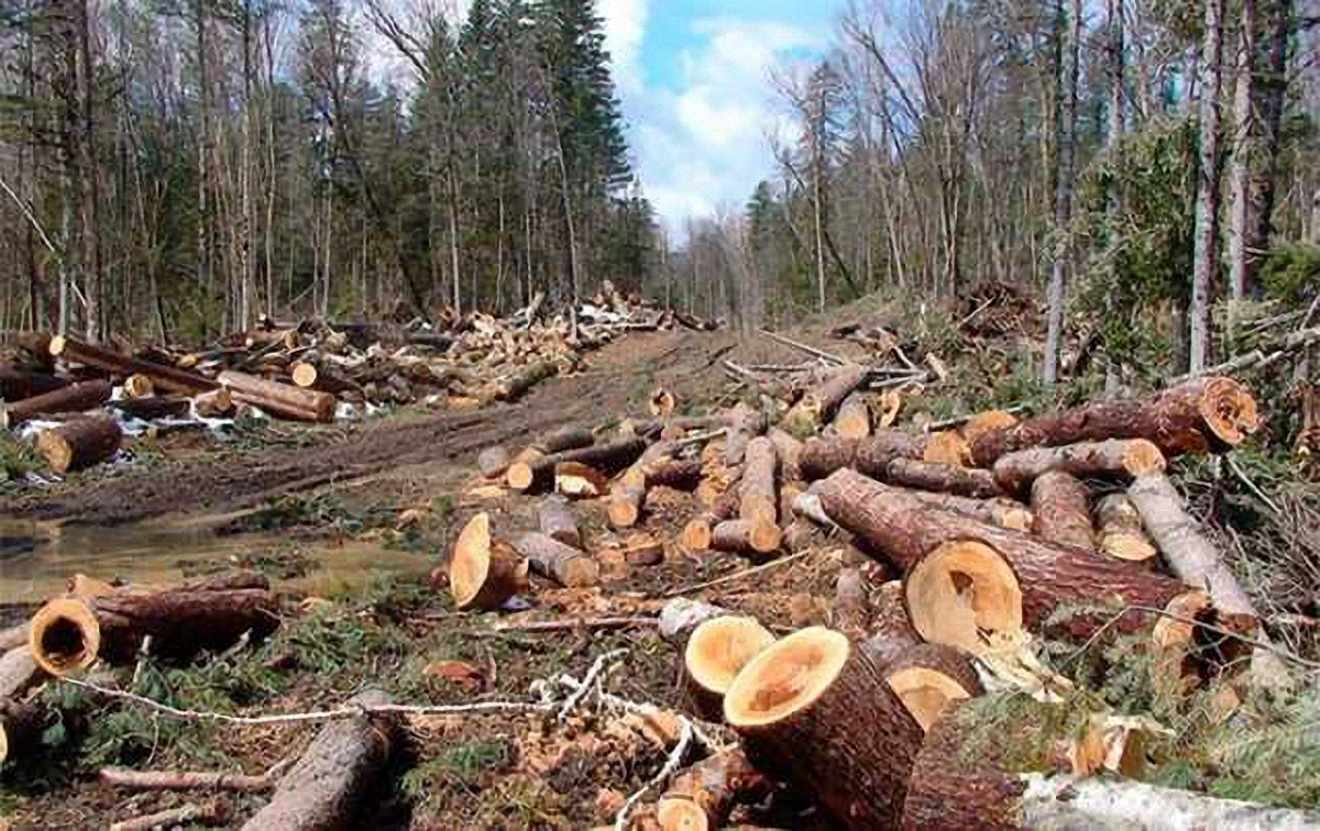 В Киеве сняли масштабную вырубку леса - фото 1