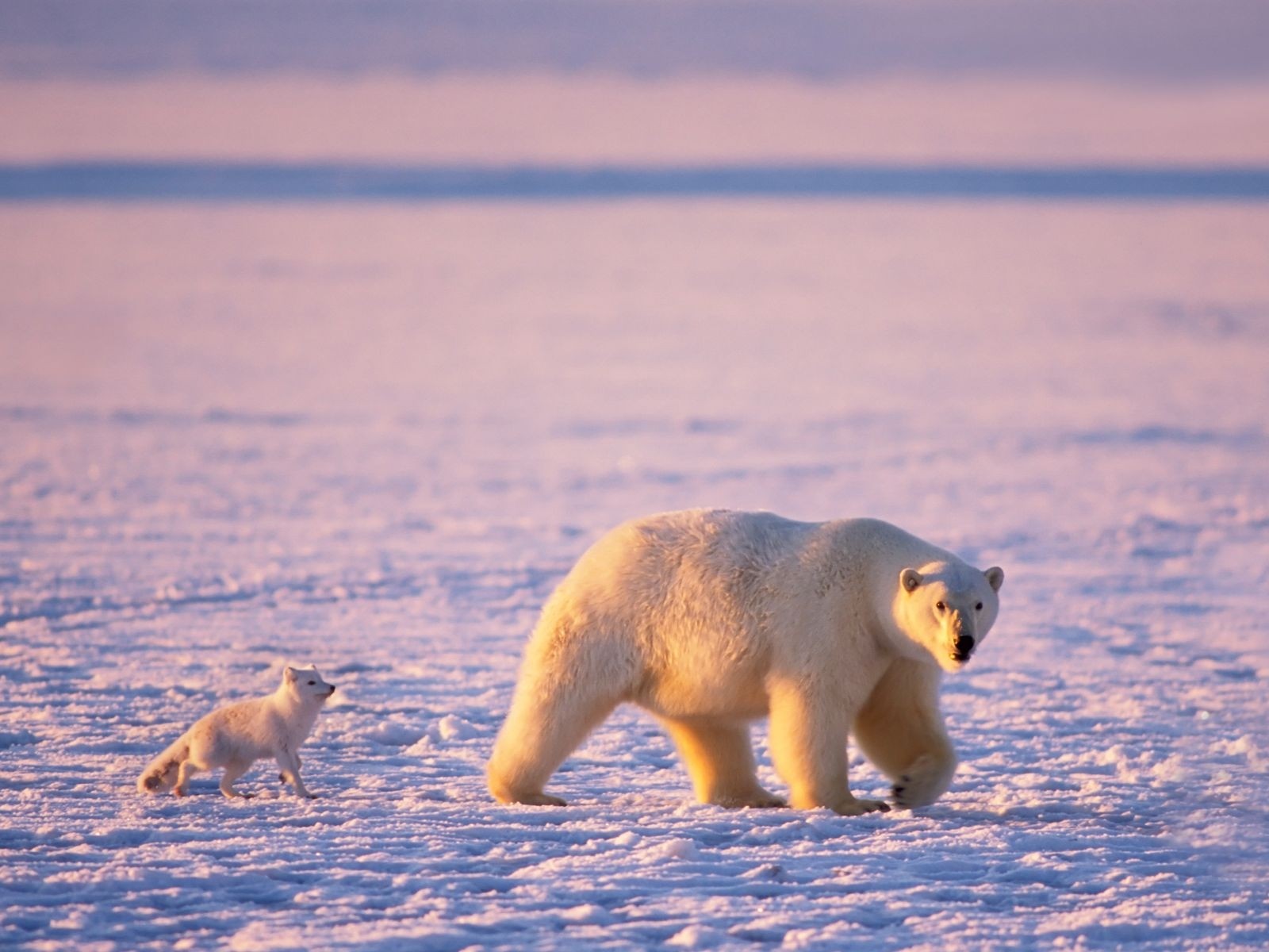 Полярный медведь напал на туристов на Арктическом архипелаге - фото 1