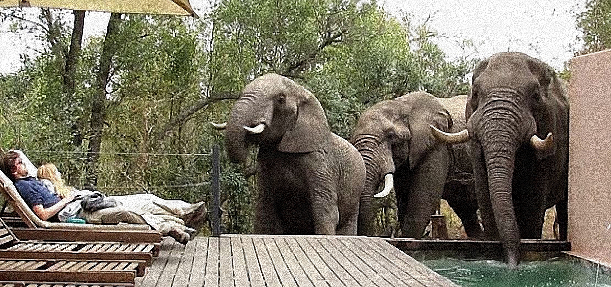 Трое слонов решили пить воду из бассейна, напугав не на шутку отдыхающих(видео) - фото 1