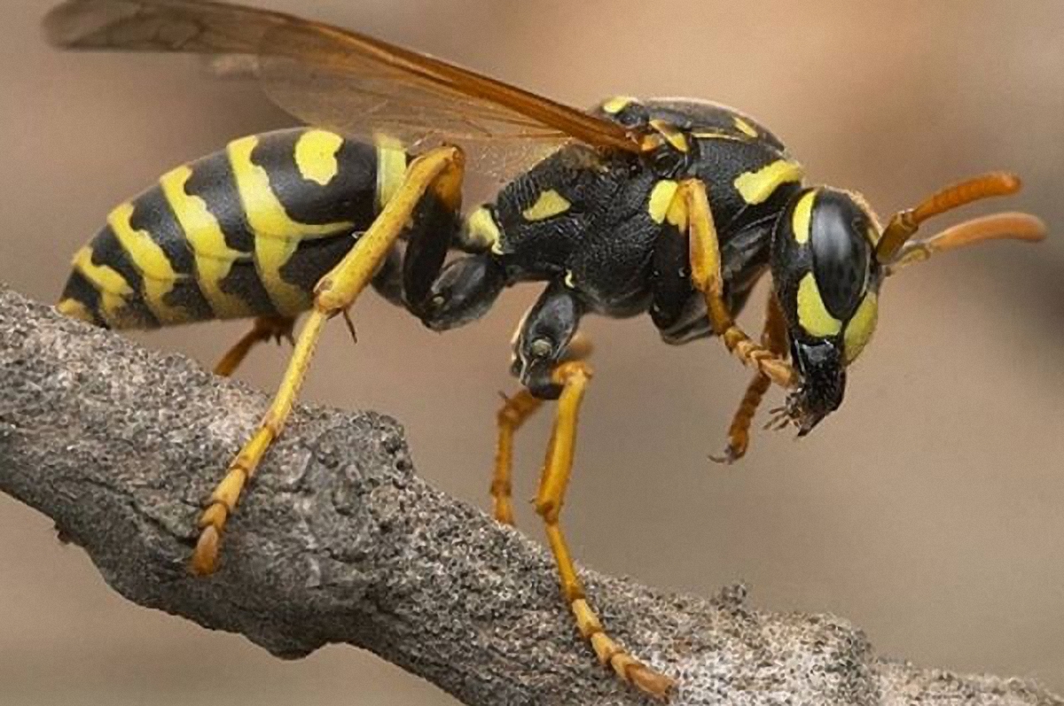 В Германии за убийство осы будут штрафовать на €65 тысяч - фото 1