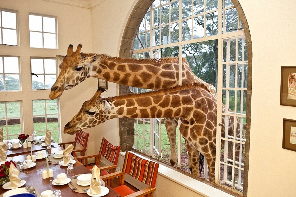 Усадьба с жирафами в Кении - фото 1
