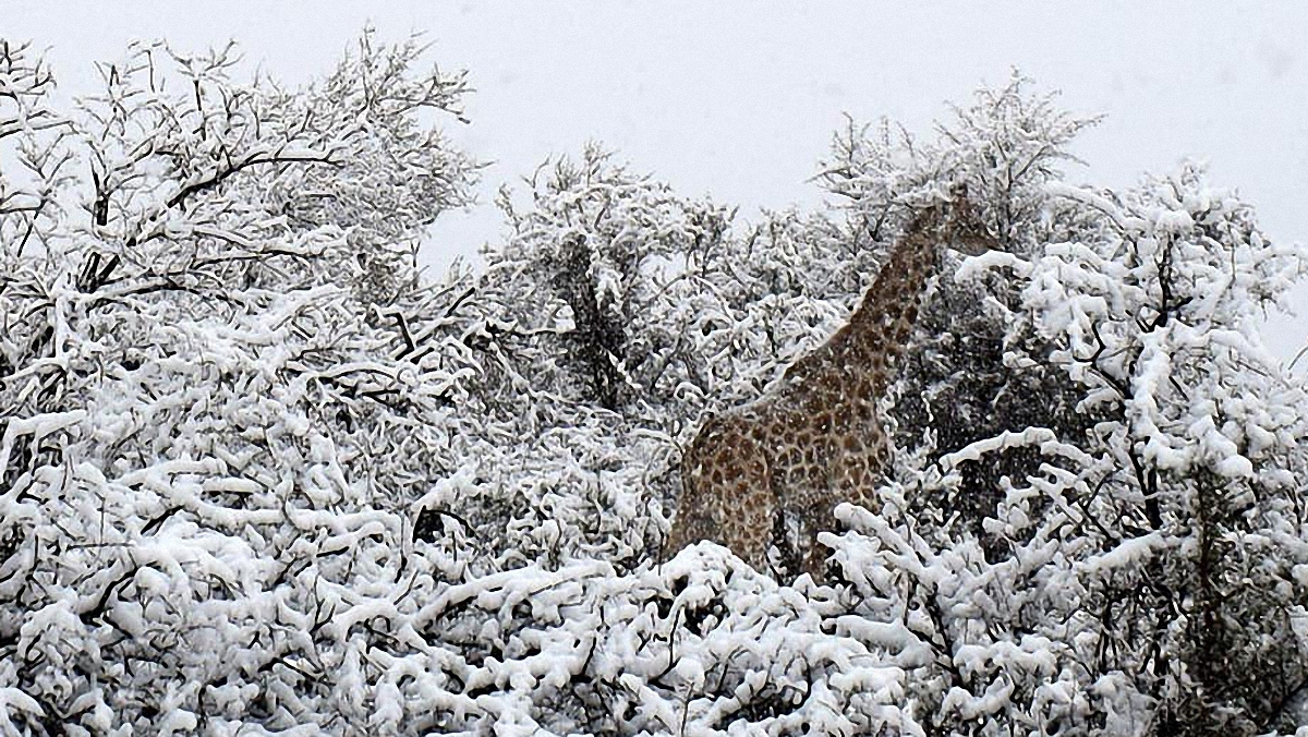 Жирафы в снегу: Типичная Африка сейчас - фото 1