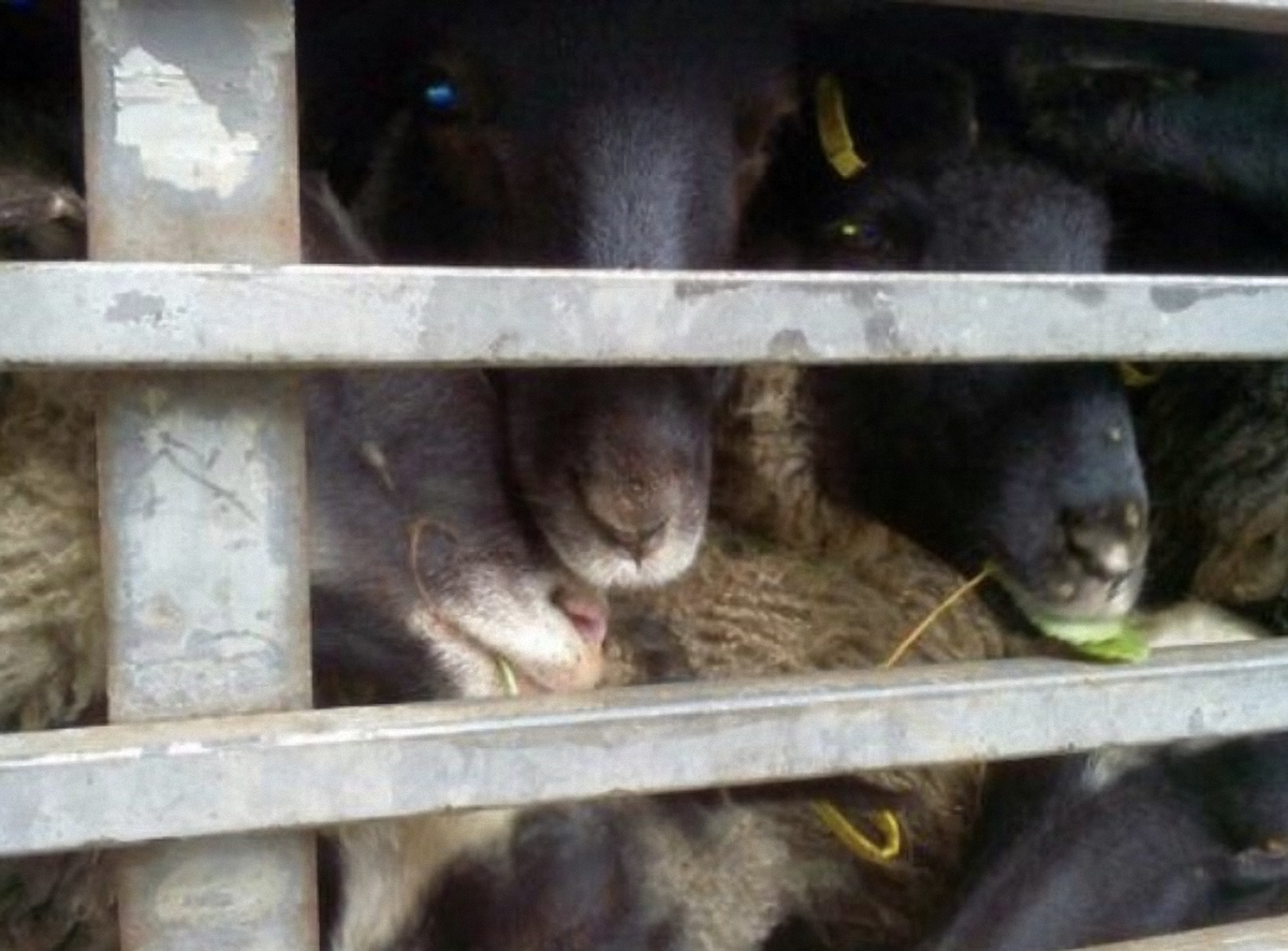 Против владелицы овец в фуре открыли уголовное дело - фото 1