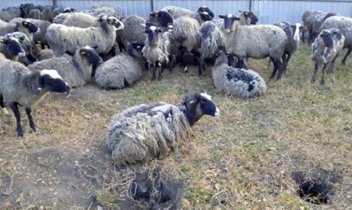 Выживших овец отправили к ветеринарам - фото 1