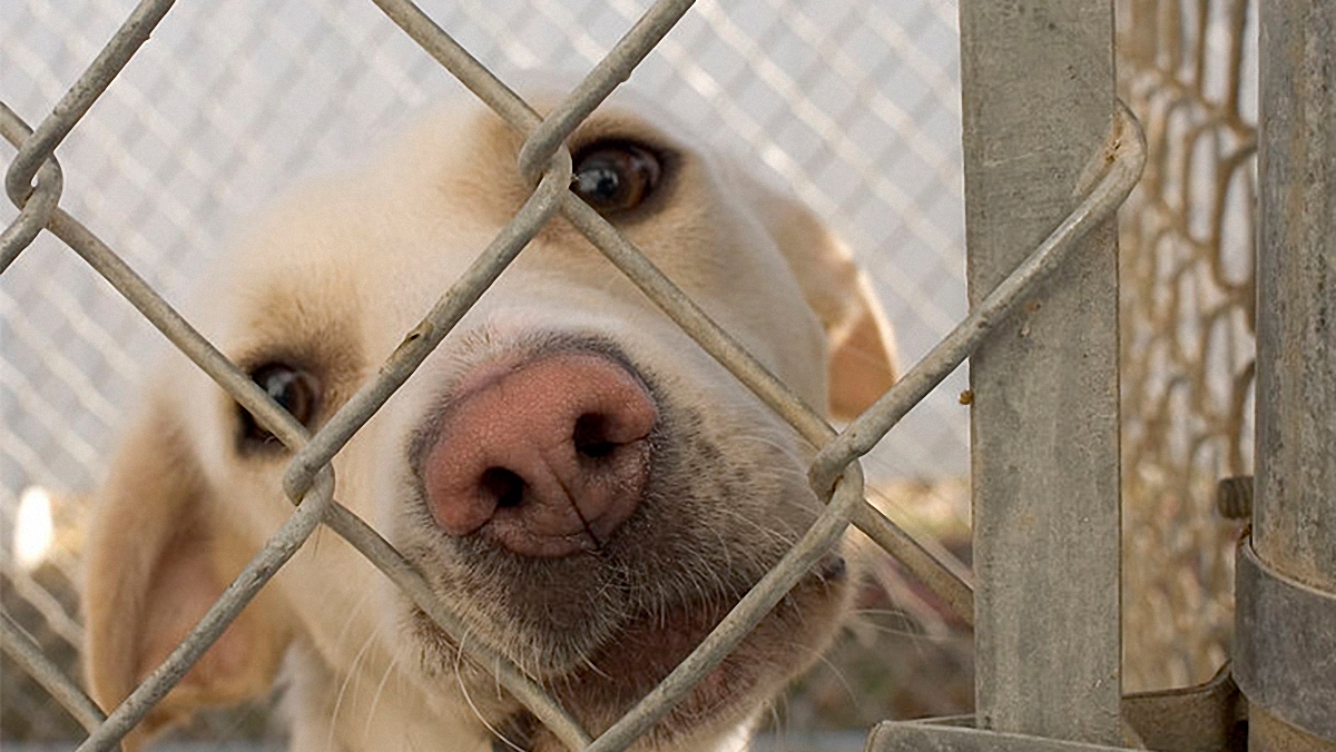 В Южной Корее закрыли крупнейшую в стране бойню собак - фото 1