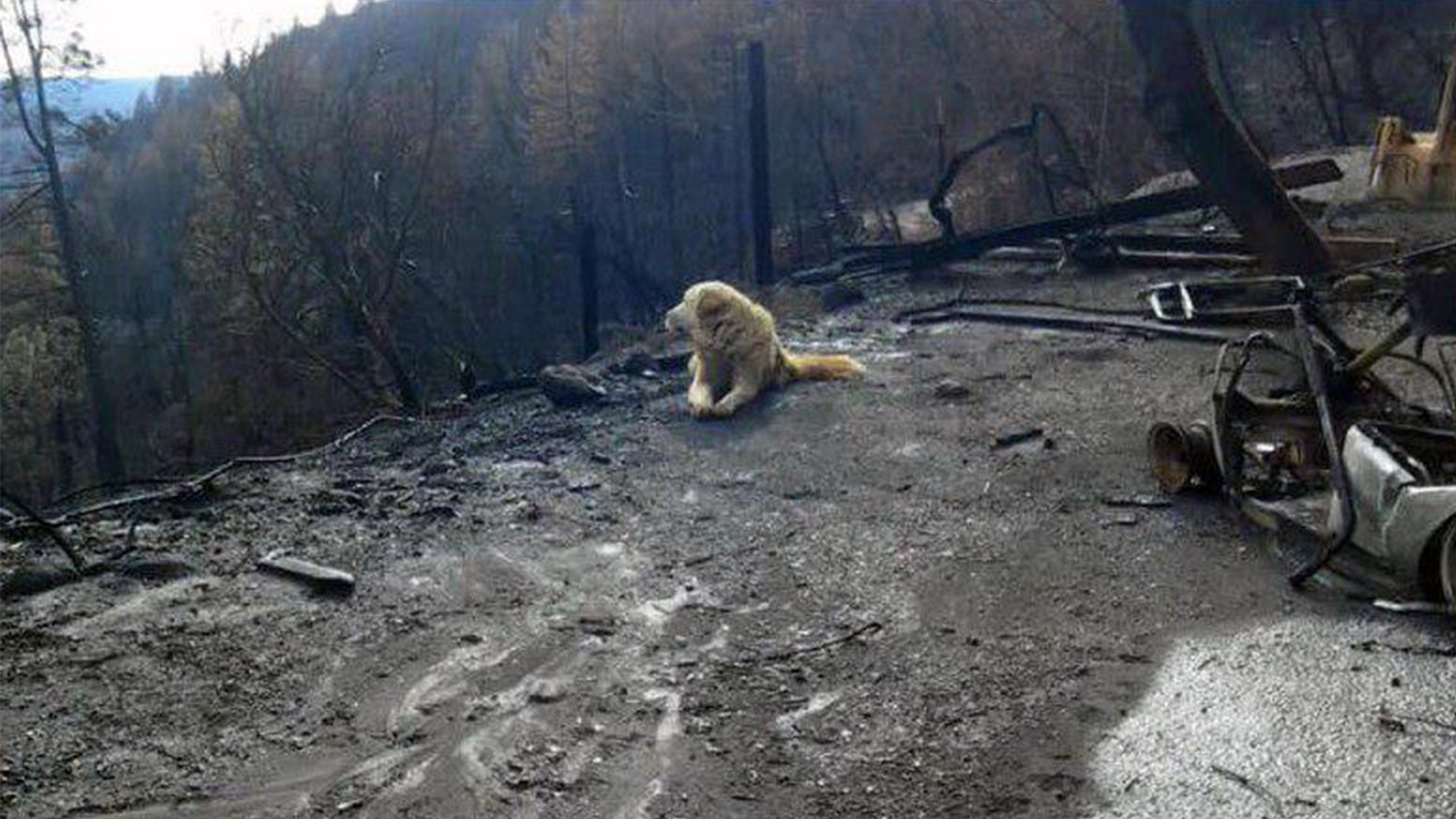 В Калифорнии собака месяц ждала хояев на месте сгоревшего от лесного пожала дома - фото 1