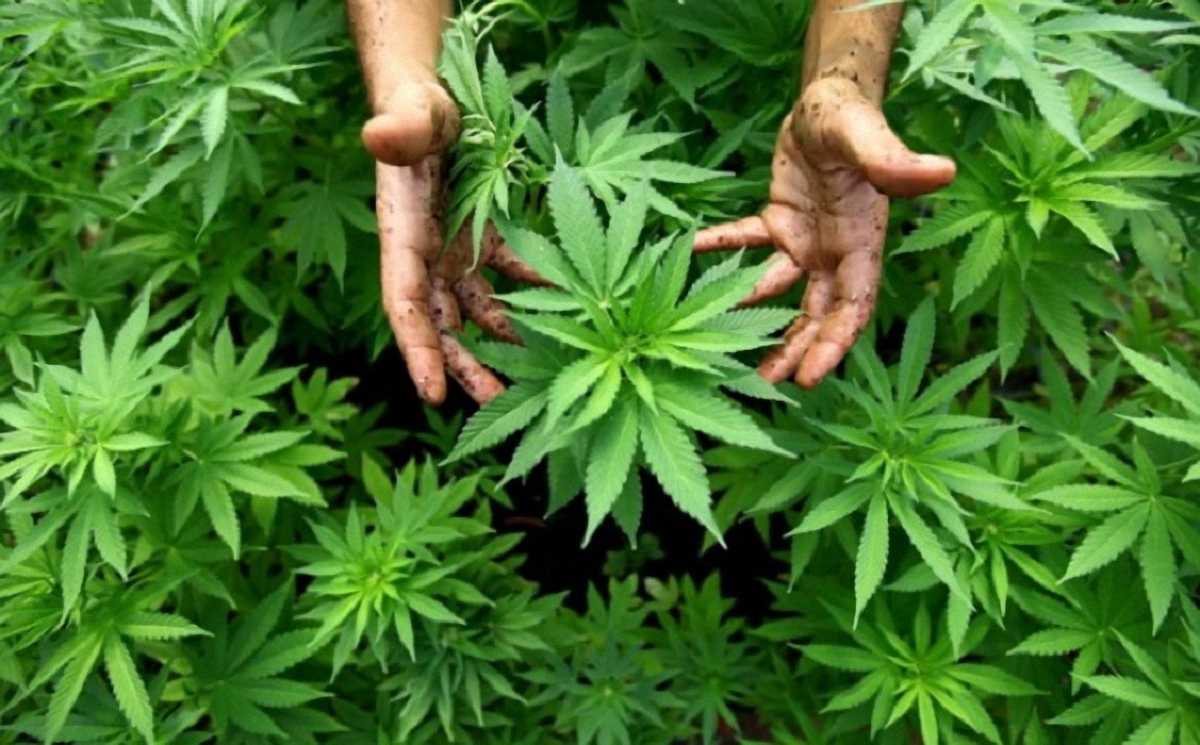 В Таиланде легализовали марихуану - фото 1