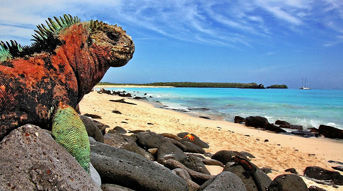 На Галапагосских островах запретили фейерверки, чтобы не вредить природе - фото 1