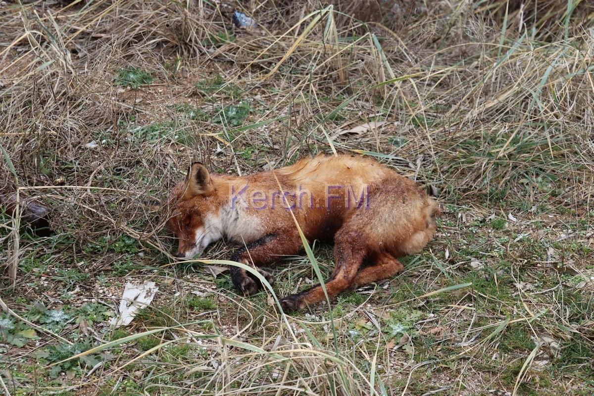 В Керчи начали умирать животные, а люди болеют неизвестно чем - фото 1
