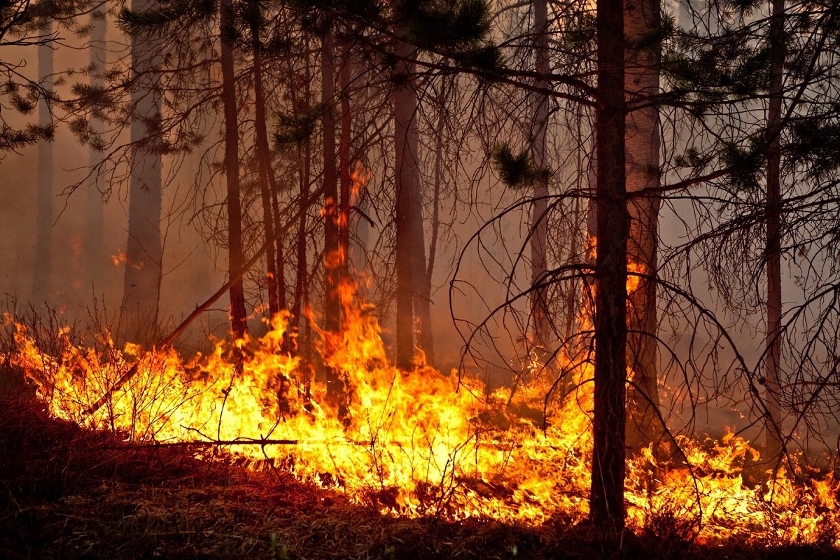 В Чернобыльской зоне пожар в лесу - фото 1