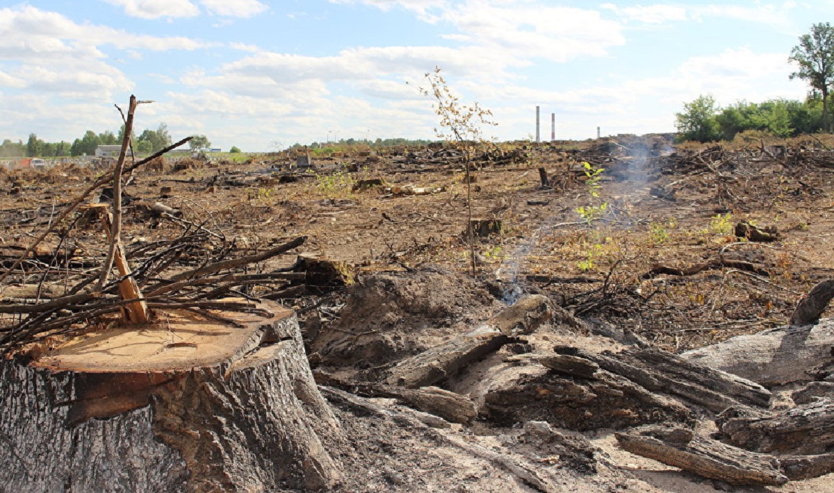 В Днепропетровской области вырубили 100-летние дубы - фото 1