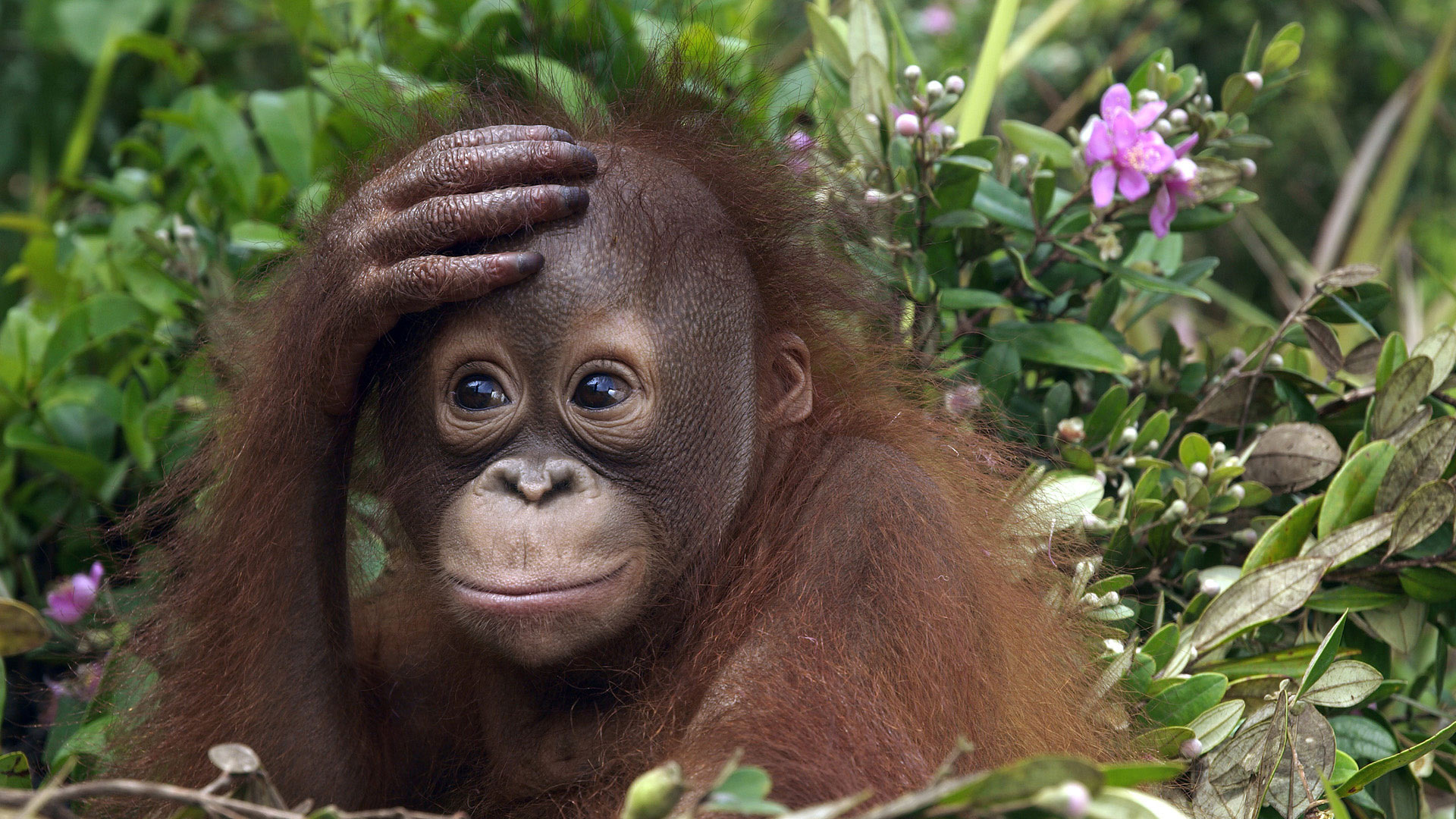 Россиянин пытался вывезти из Бали детеныша орангутанга - фото 1