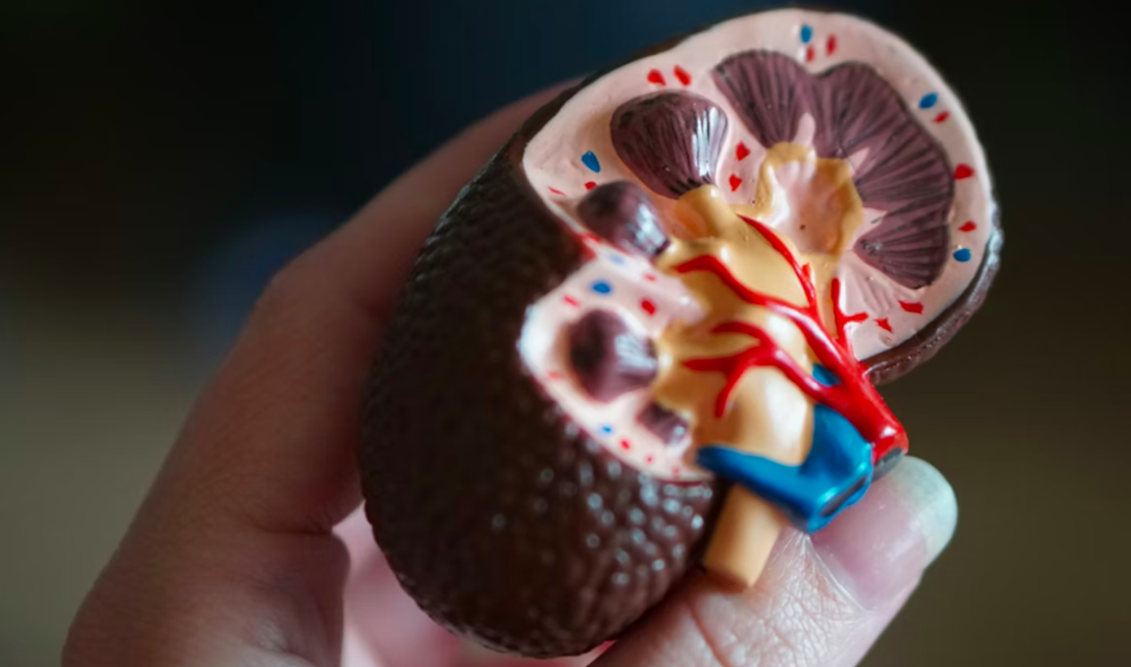 Швидкість фільтрації нирок: просте пояснення для здоров'я - фото 1