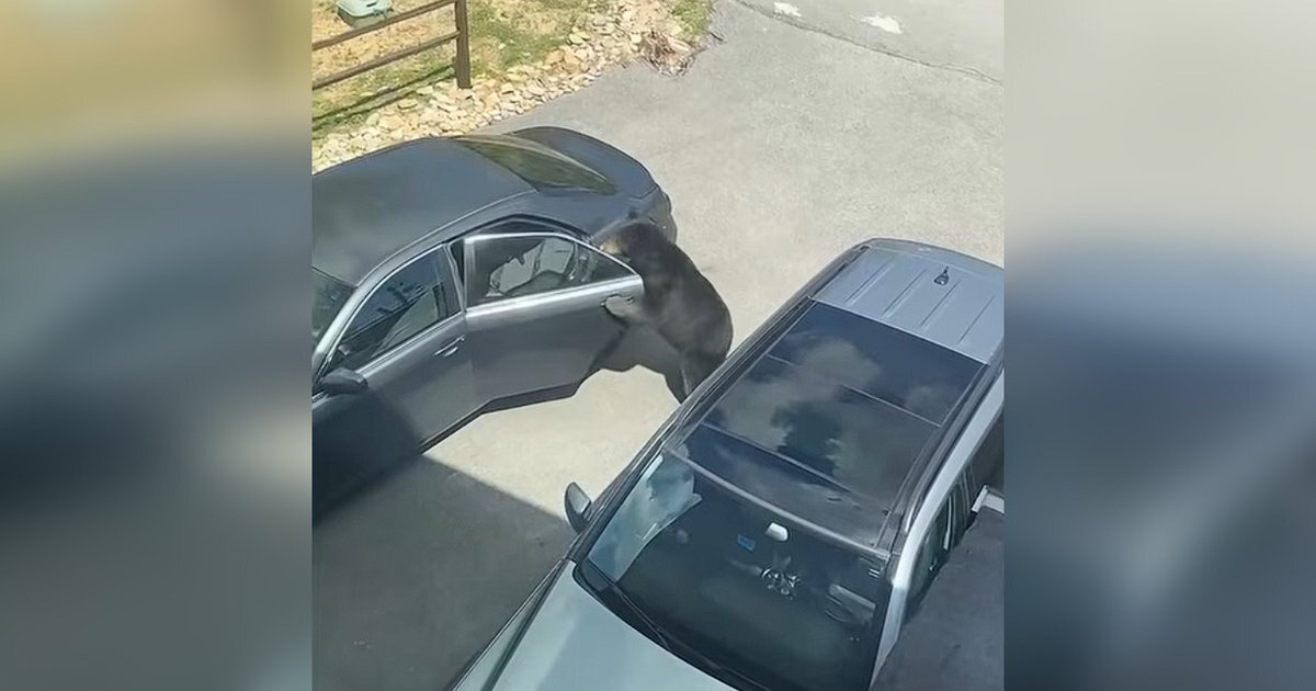 Ведмідь біля автомобіля