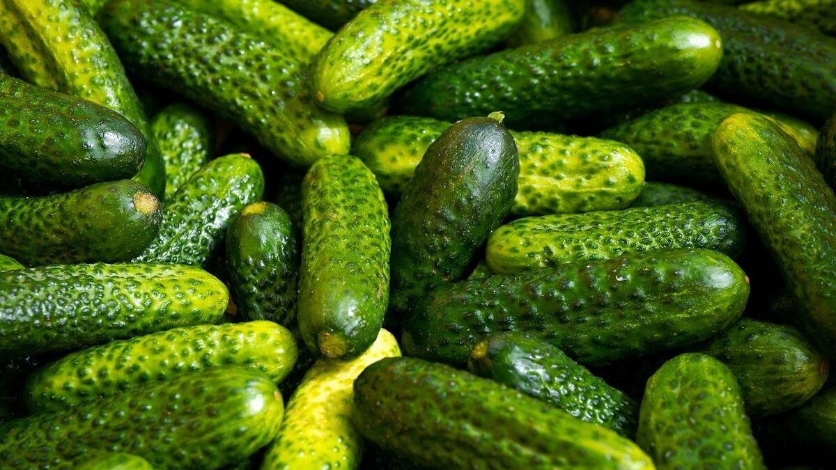Тепличні огірки в ящику
